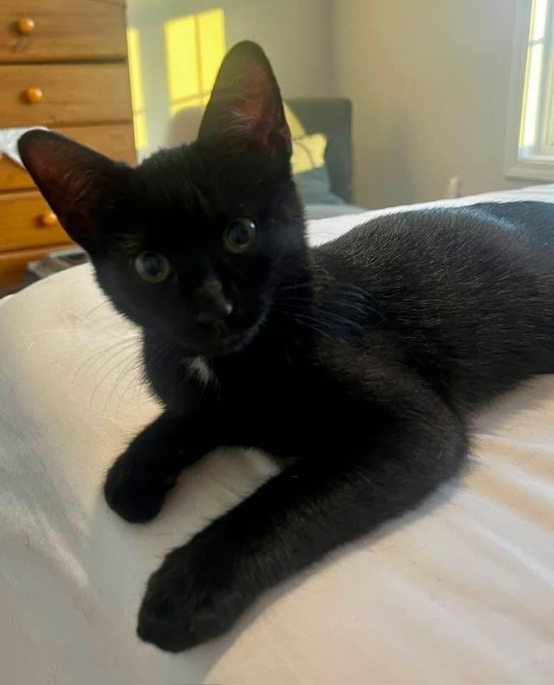 MILO, a Adoptable Domestic Short Hair in Burlington, NC image 3/6