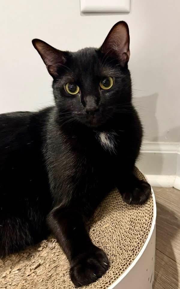 Enlarge MILO, a Adoptable Domestic Short Hair in Burlington, NC image 3/6