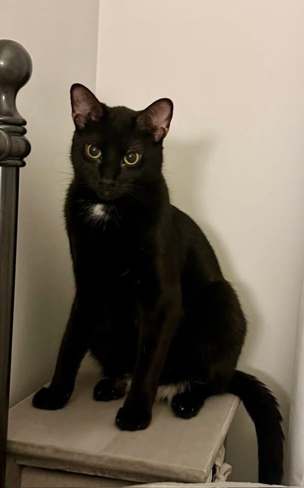 Enlarge MILO, a Adoptable Domestic Short Hair in Burlington, NC image 4/6