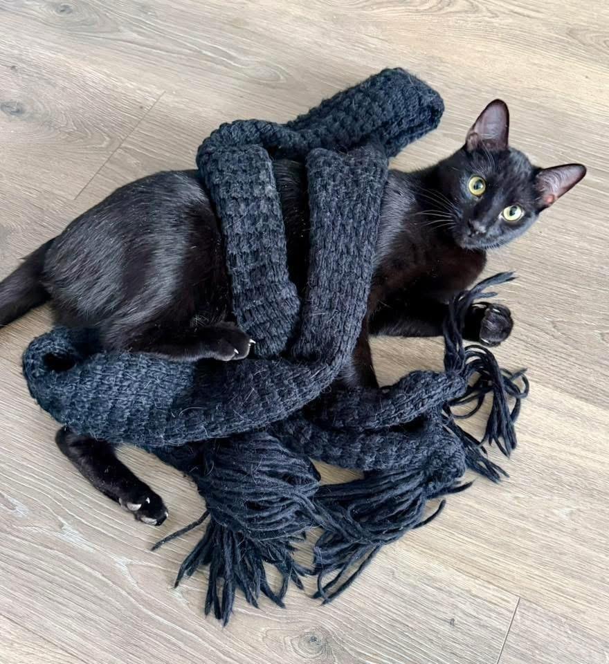 Enlarge MILO, a Adoptable Domestic Short Hair in Burlington, NC image 4/6