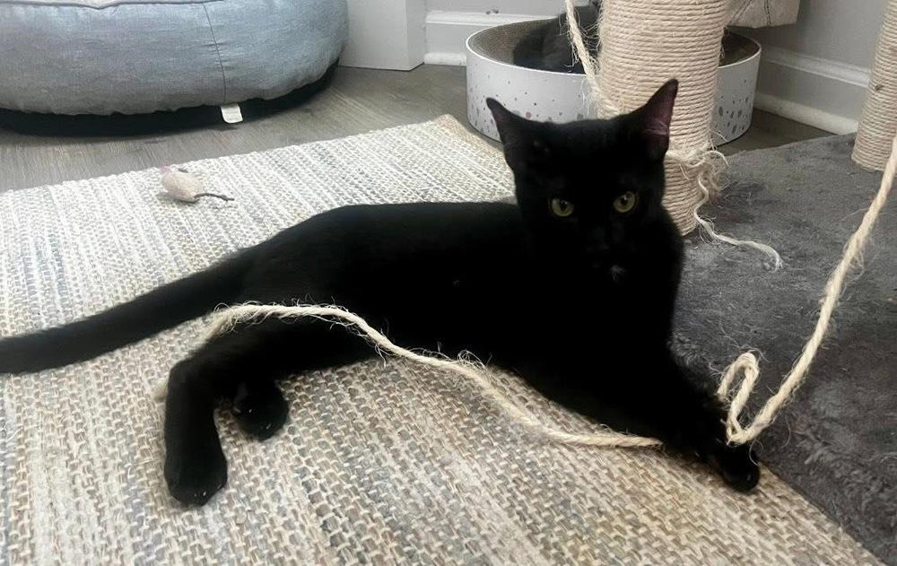 MILO, a Adoptable Domestic Short Hair in Burlington, NC image 4/6