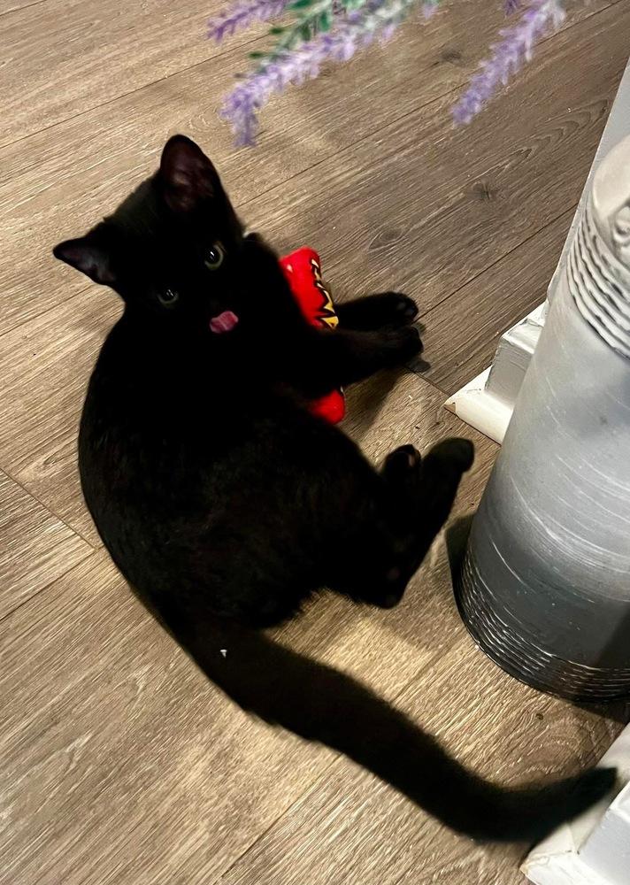 MILO, a Adoptable Domestic Short Hair in Burlington, NC image 5/6