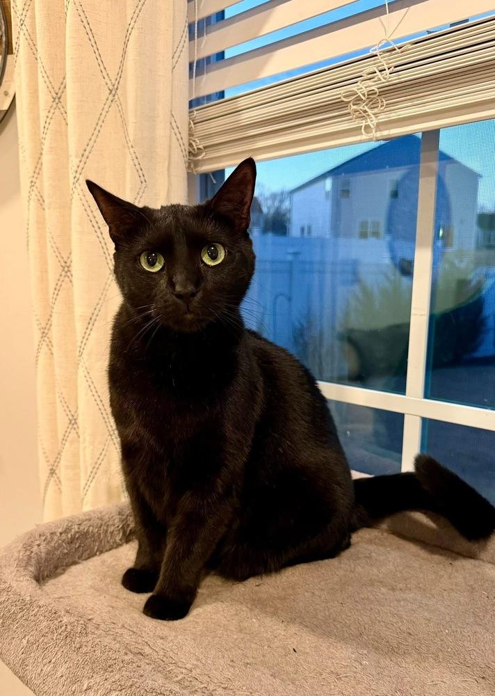 Enlarge MILO, a Adoptable Domestic Short Hair in Burlington, NC image 5/6