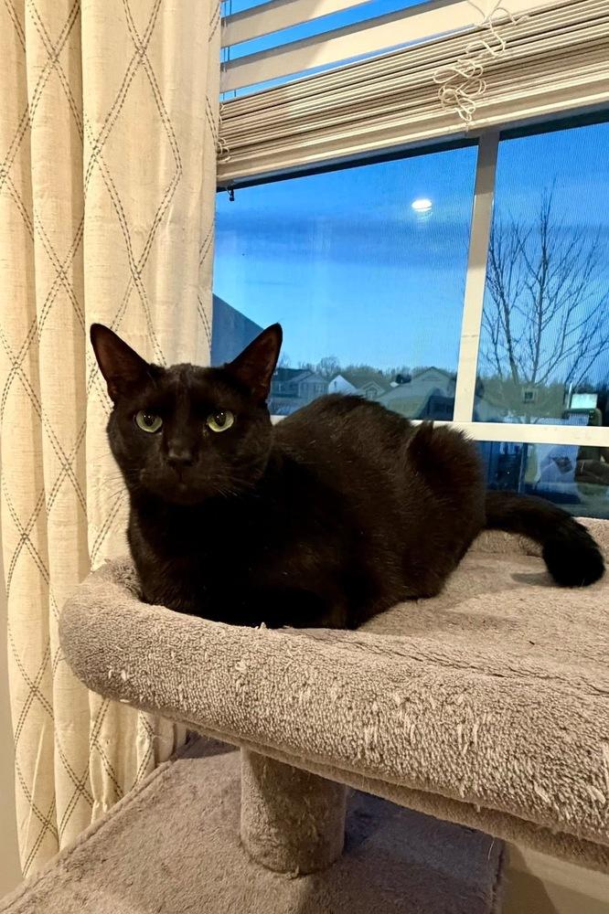 Enlarge MILO, a Adoptable Domestic Short Hair in Burlington, NC image 6/6