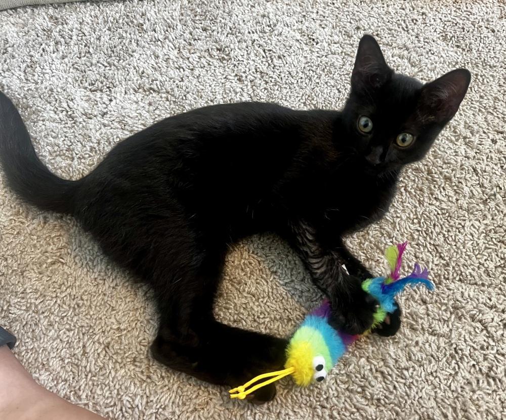 MILO, a Adoptable Domestic Short Hair in Burlington, NC image 6/6