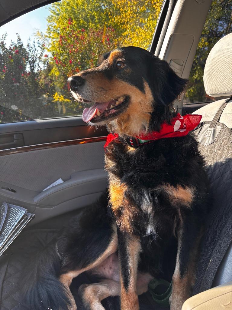 Wrex, Adoptable, Adult Male Australian Shepherd & Labrador Retriever.