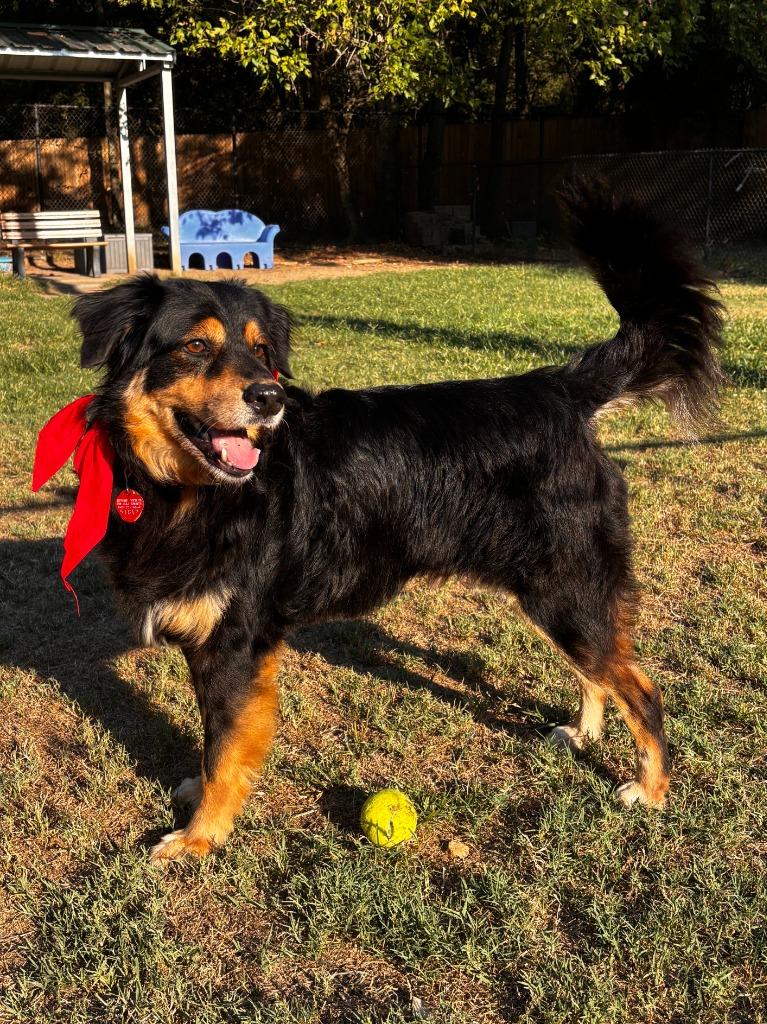 Enlarge Wrex, a Adoptable mixed breed in Little Rock, AR image 2/3