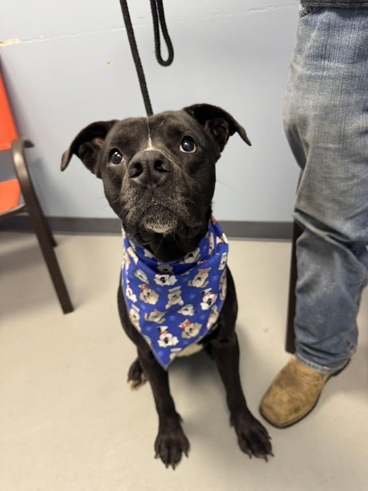 Enlarge Elton John , a ADOPTABLE mixed breed in Zanesville, OH image 2/3