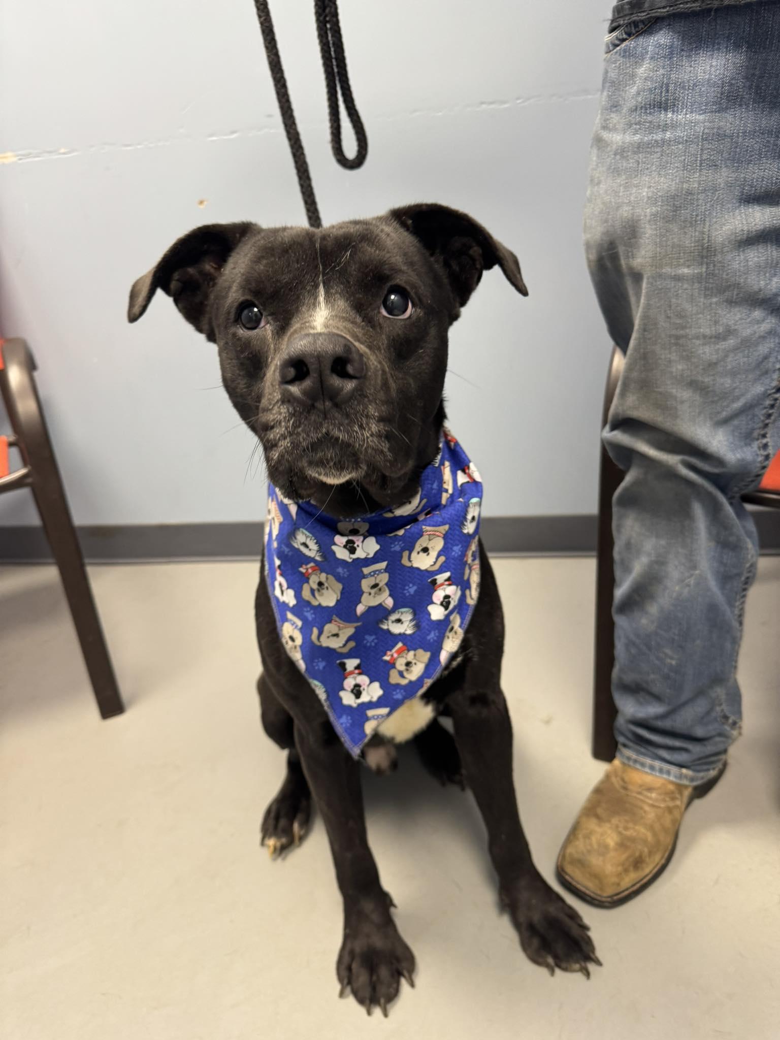 Elton John , ADOPTABLE, Adult Male Black Labrador Retriever & Terrier.