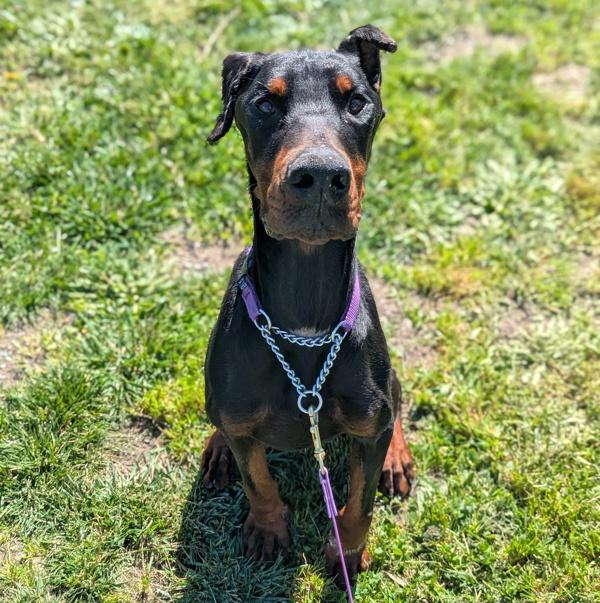 Enlarge Gentleman, a Adoptable mixed breed in Santa Rosa, CA image 1/3