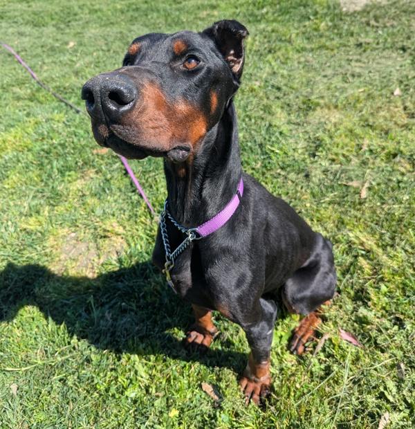 Enlarge Gentleman, a Adoptable mixed breed in Santa Rosa, CA image 2/3