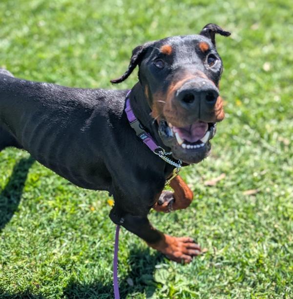 Enlarge Gentleman, a Adoptable mixed breed in Santa Rosa, CA image 3/3