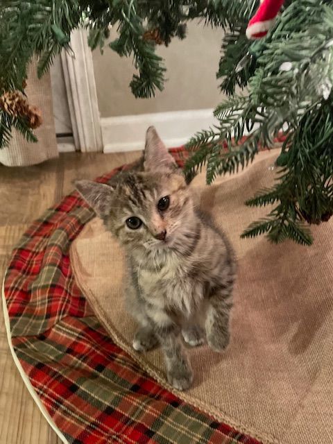 Myndee, a Adoptable Domestic Short Hair image 1/2