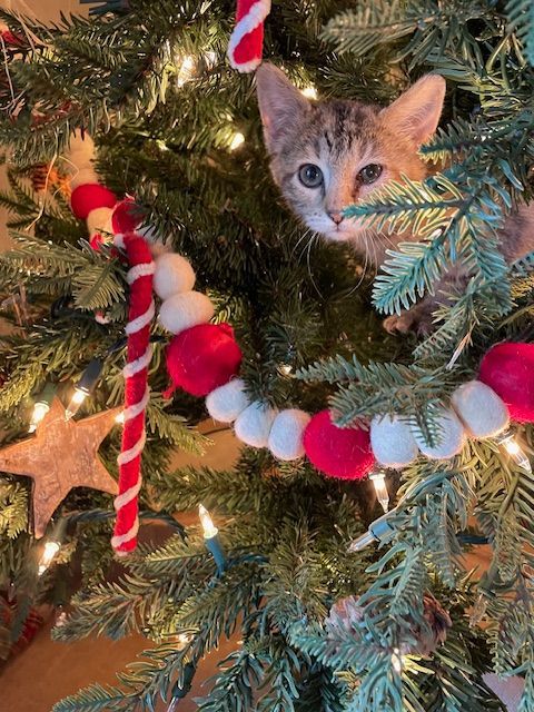 Myndee, a Adoptable Domestic Short Hair image 2/2