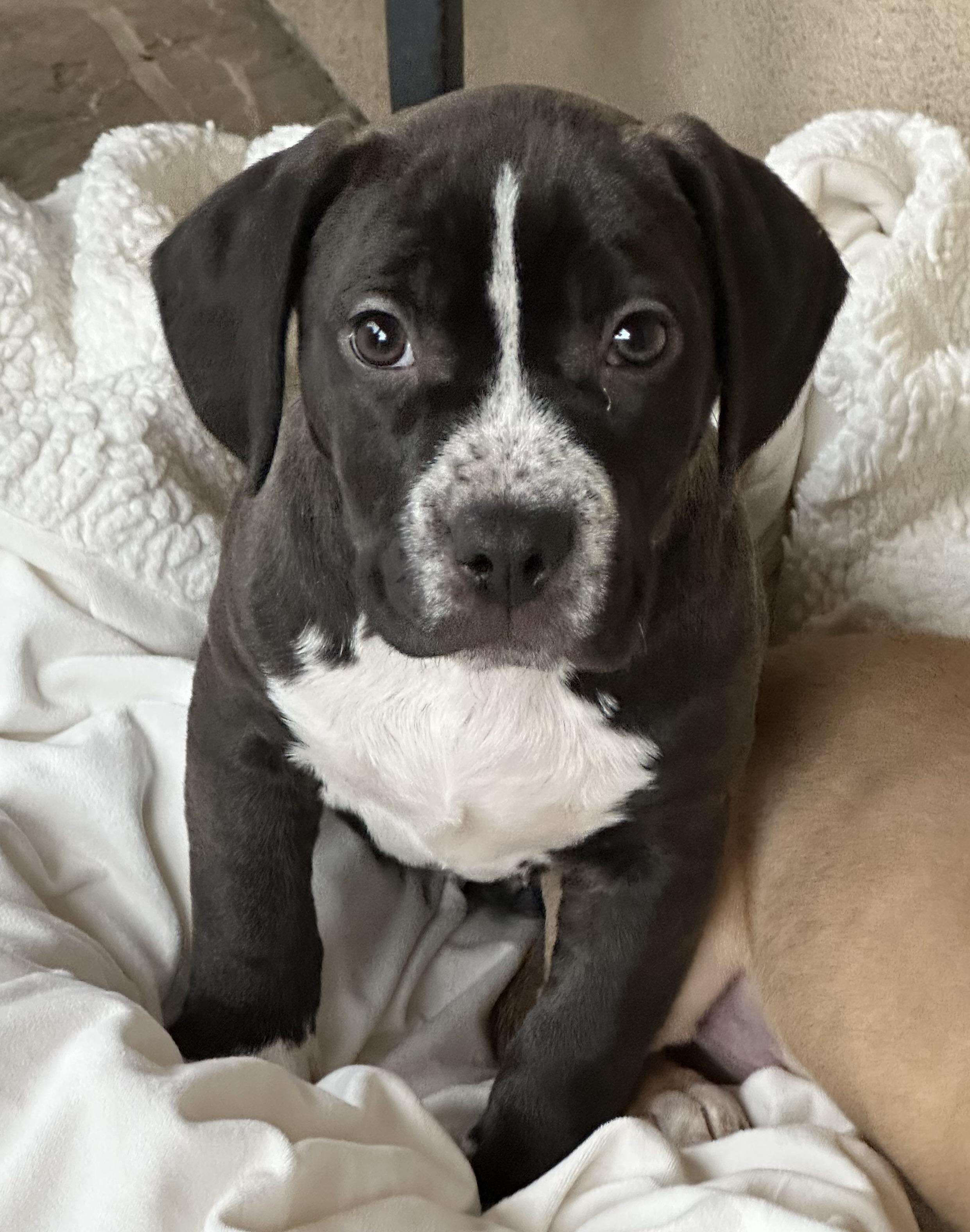 Zeke and Tate, a Adoptable mixed breed in Fremont, CA image 2/5