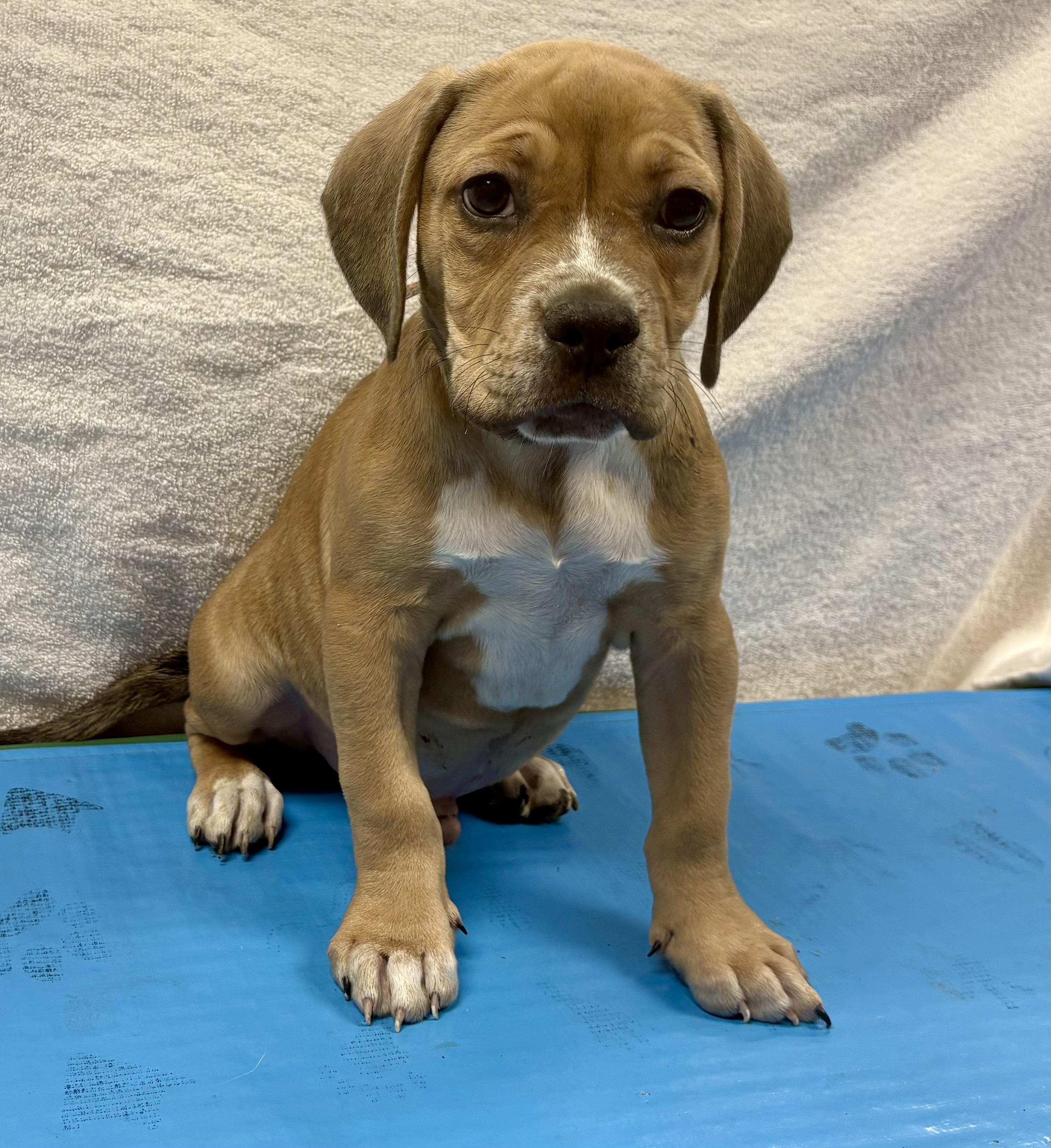 Zeke and Tate, Adoptable, Puppy Male Beagle.
