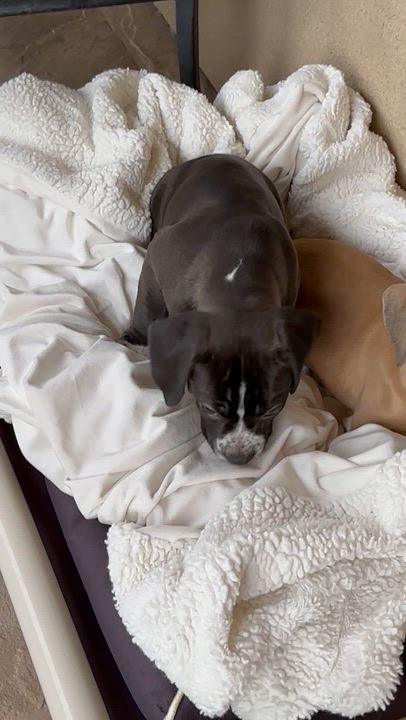 Enlarge Zeke and Tate, a Adoptable mixed breed in Fremont, CA video 4/5