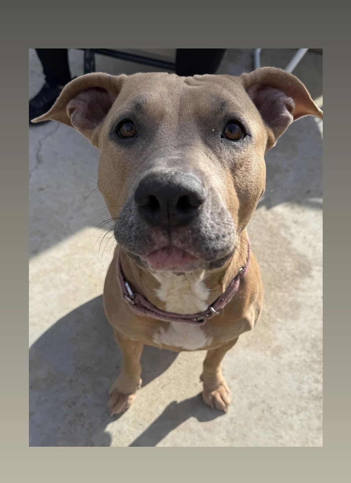 Arya, Adoptable, Adult Female American Staffordshire Terrier & Pit Bull Terrier.