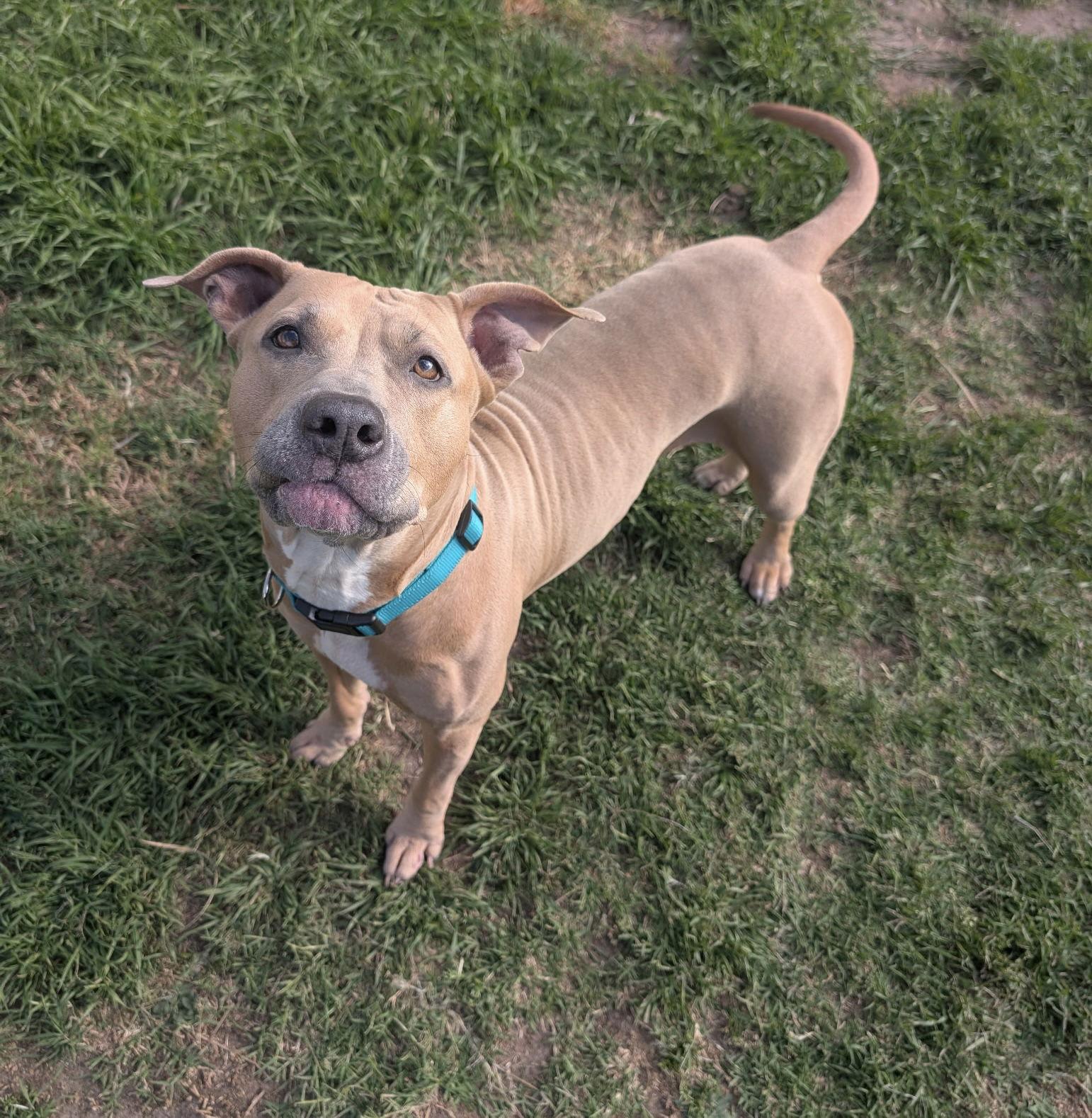 Enlarge Arya, a Adoptable mixed breed in San Diego, CA image 2/3