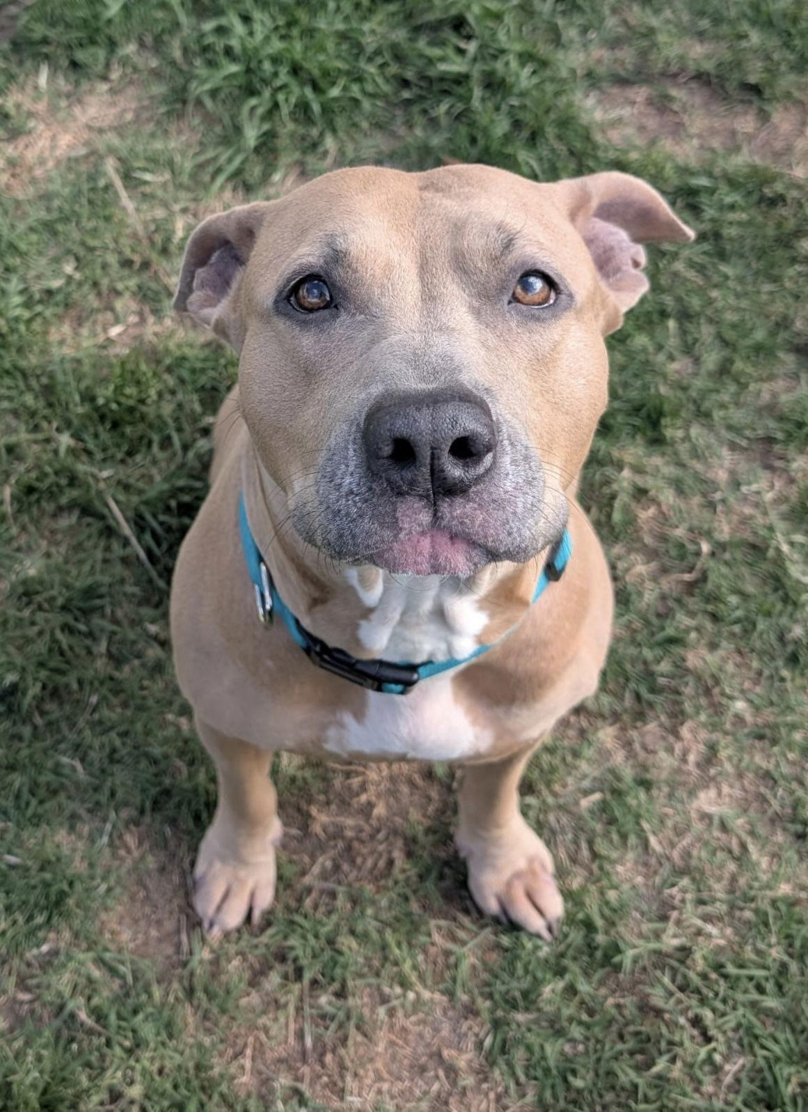Enlarge Arya, a Adoptable mixed breed in San Diego, CA image 3/3