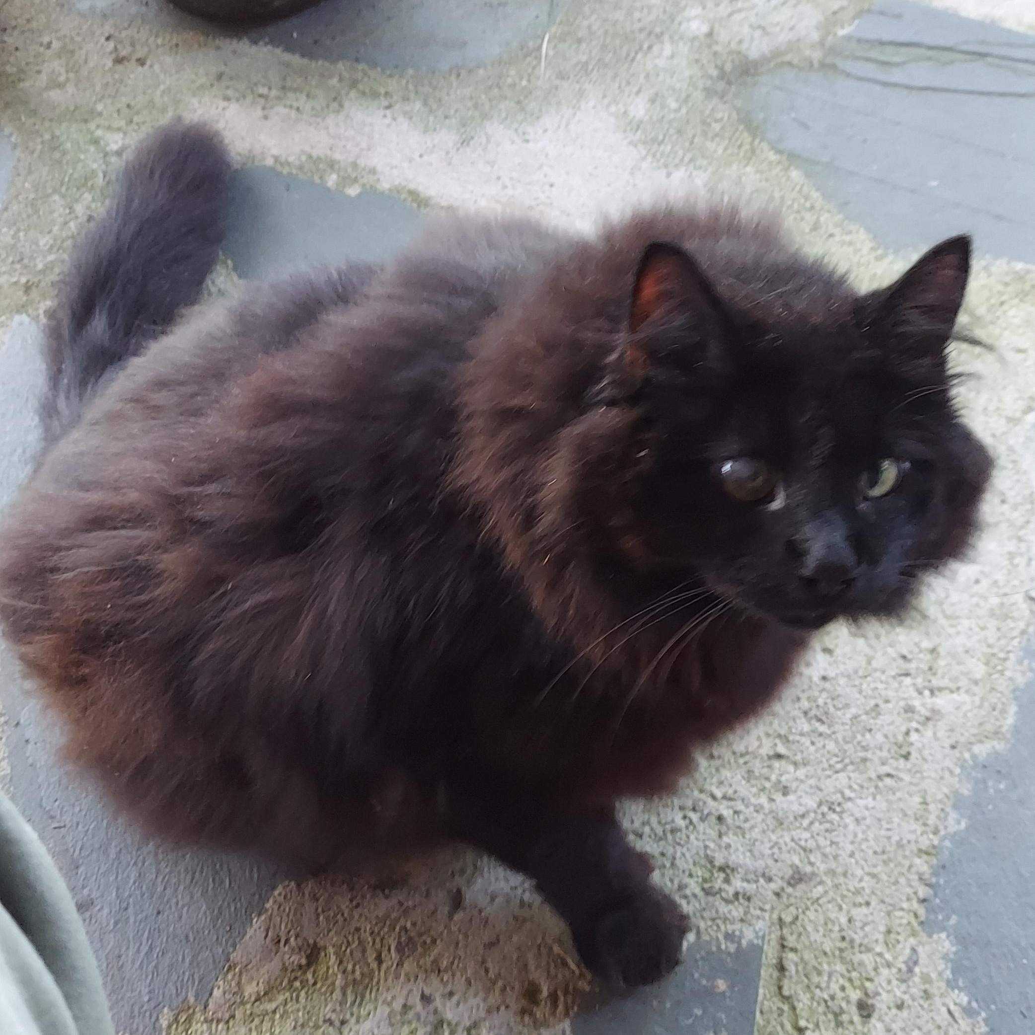 Courtesy Listing- Wooley Bear, Adoptable, Adult Male Domestic Medium Hair.