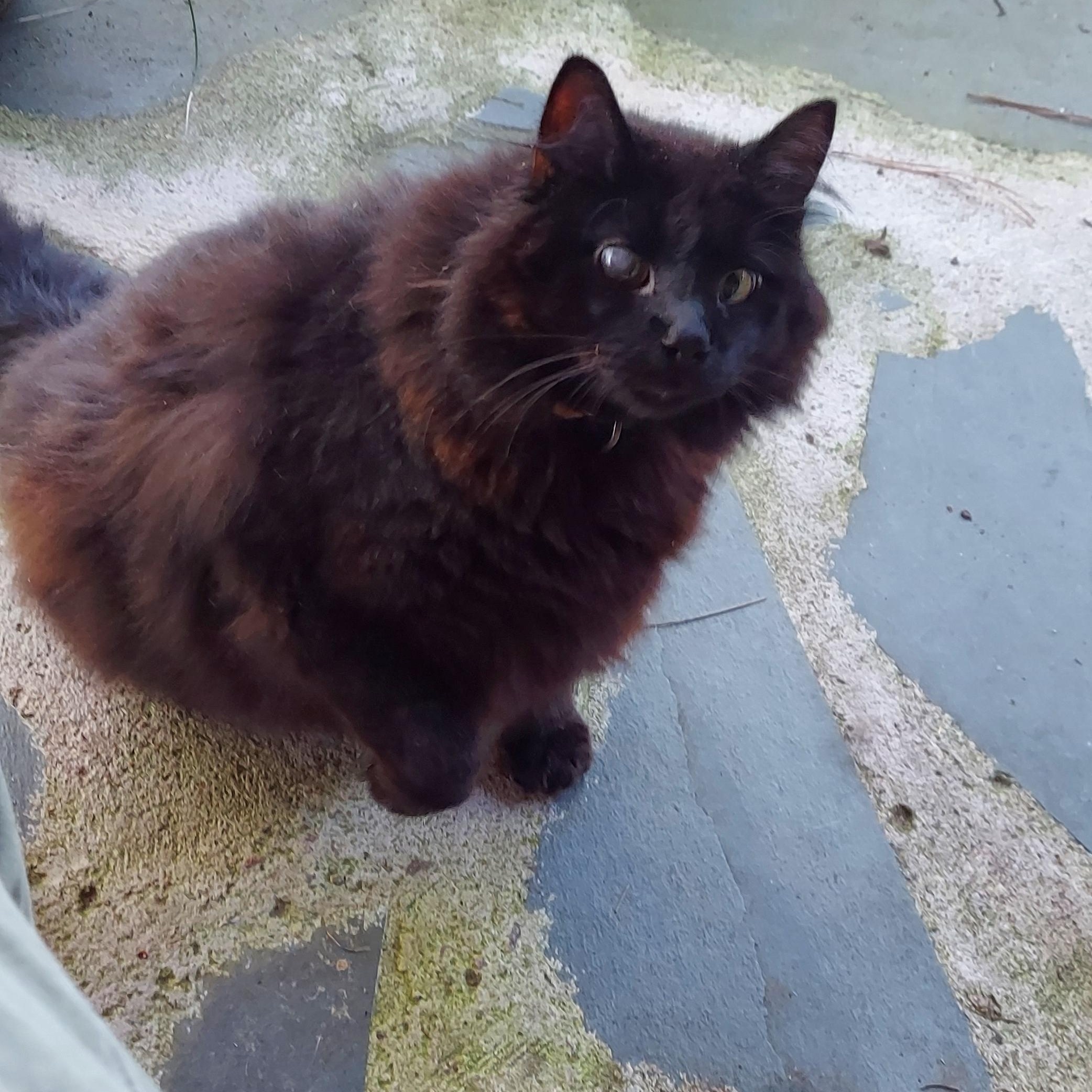 Courtesy Listing- Wooley Bear, a Adoptable Domestic Medium Hair in Carthage, NC image 3/3