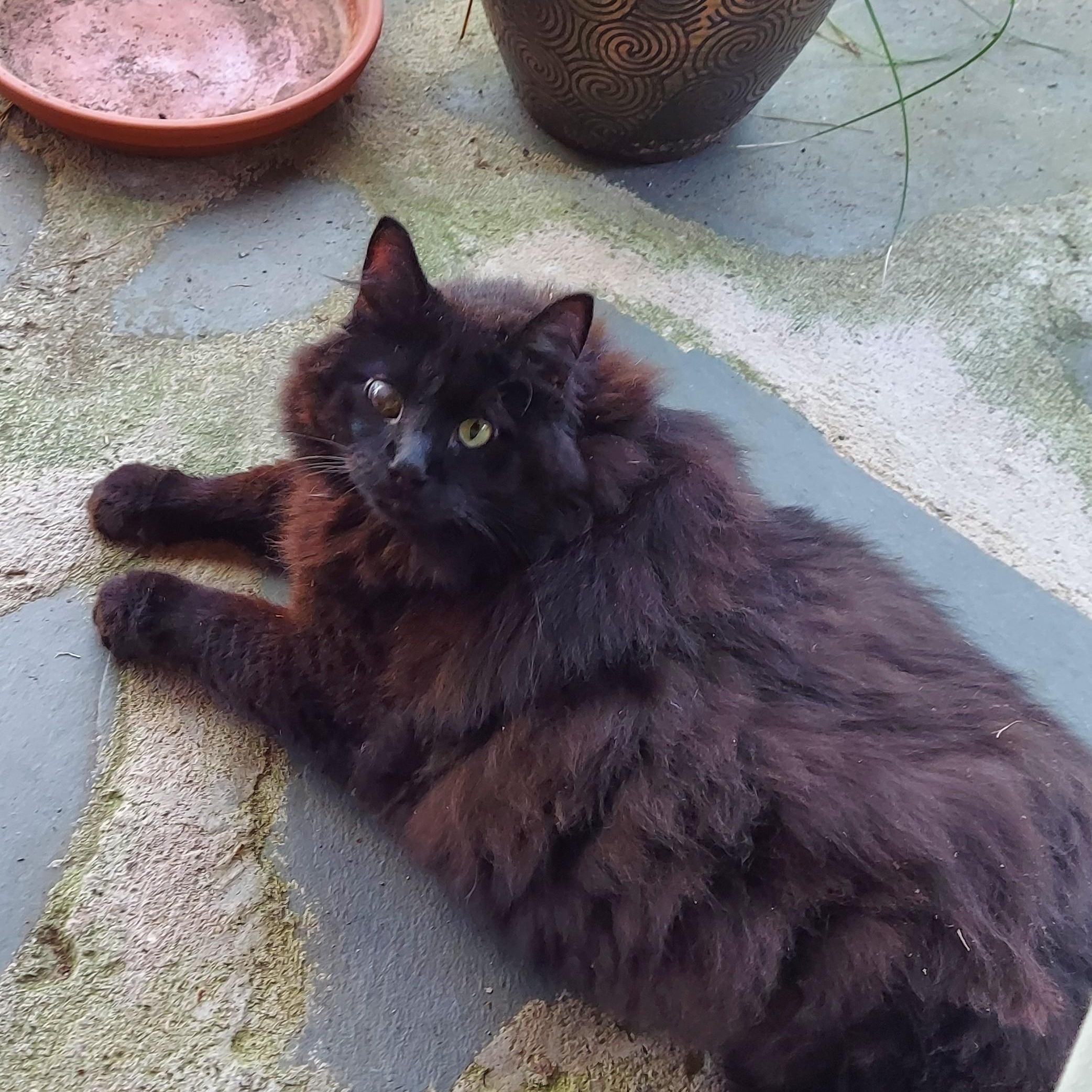 Courtesy Listing- Wooley Bear