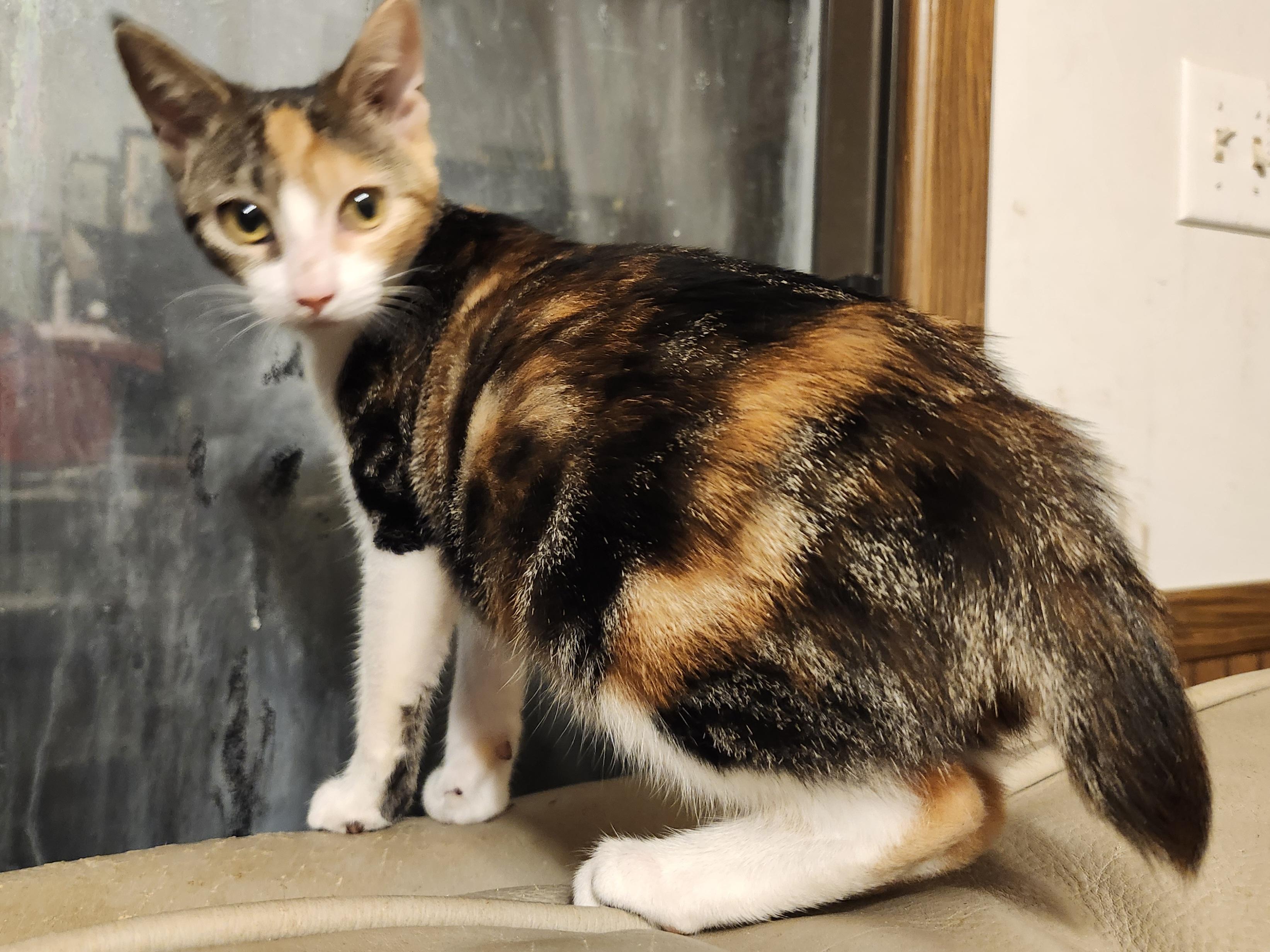 Enlarge Tia, a Adoptable American Bobtail in Morganton, NC image 5/6