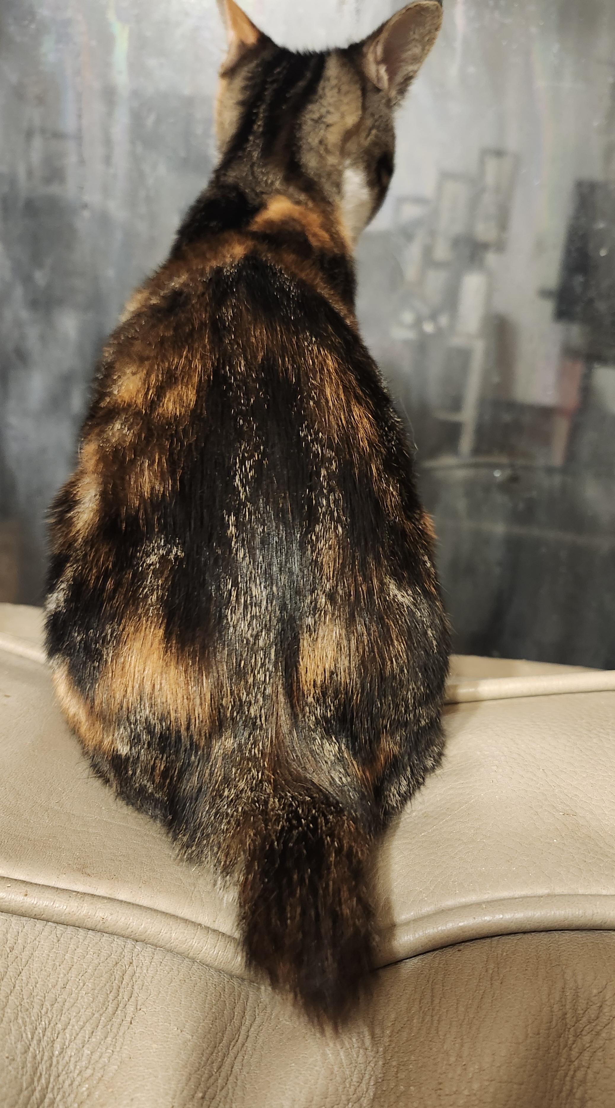 Enlarge Tia, a Adoptable American Bobtail in Morganton, NC image 4/6