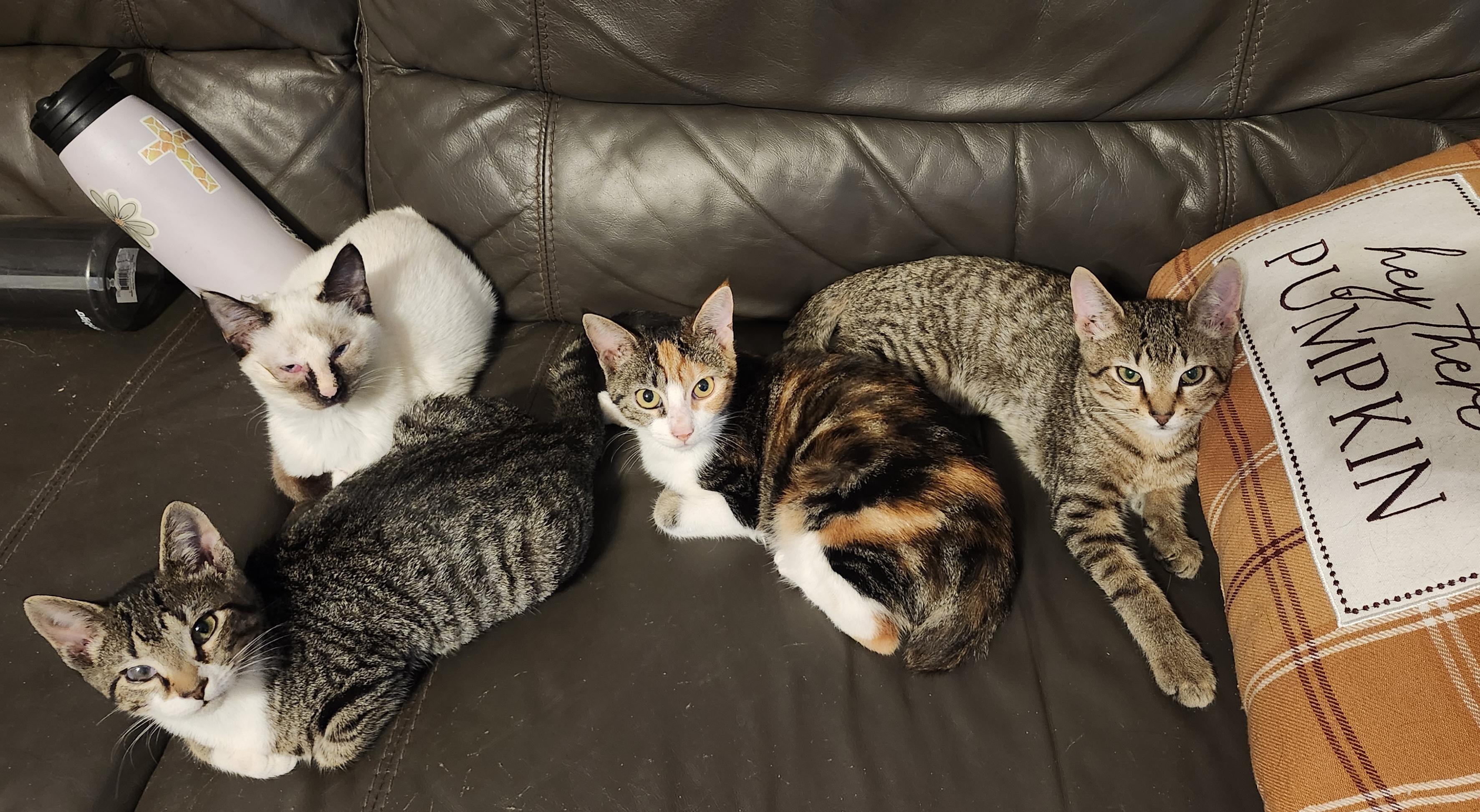 Tia, ADOPTABLE, Young • Female, American Bobtail.