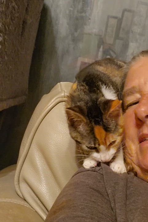 Enlarge Tia, a Adoptable American Bobtail in Morganton, NC video 6/6