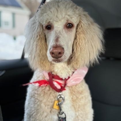 Enlarge Klaus, an adopted Standard Poodle in Worcester, MA image 2/2