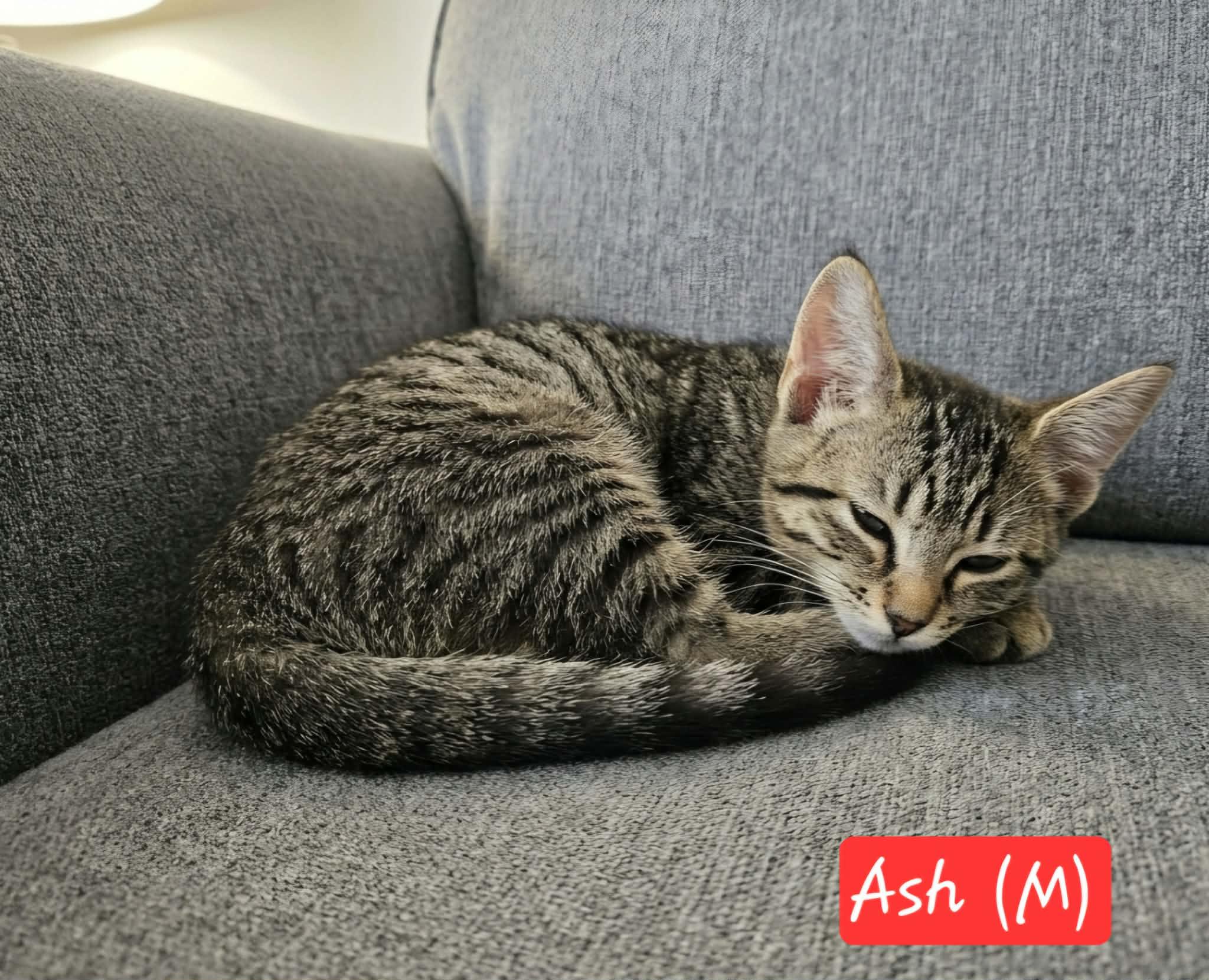 Ash, ADOPTABLE, Kitten Female Domestic Medium Hair.