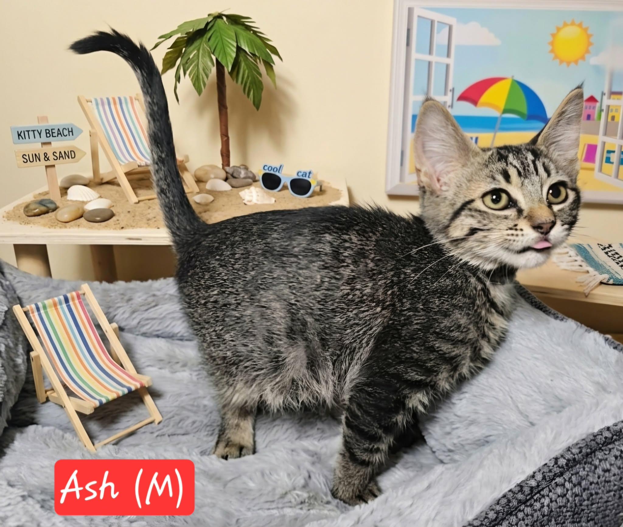 Ash, a ADOPTABLE Domestic Medium Hair in Bonney Lake, WA image 2/3