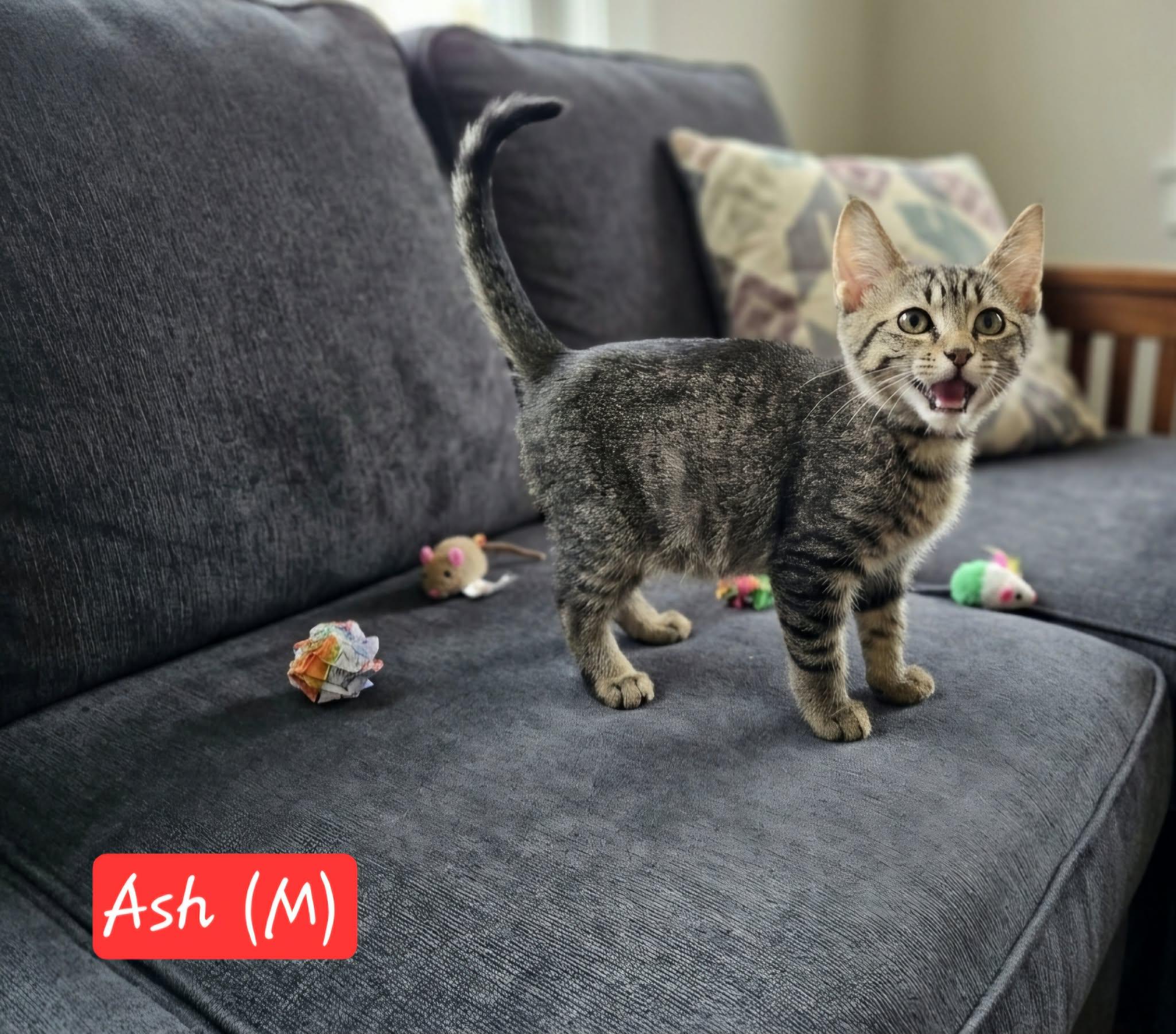 Ash, a ADOPTABLE Domestic Medium Hair in Bonney Lake, WA image 3/3