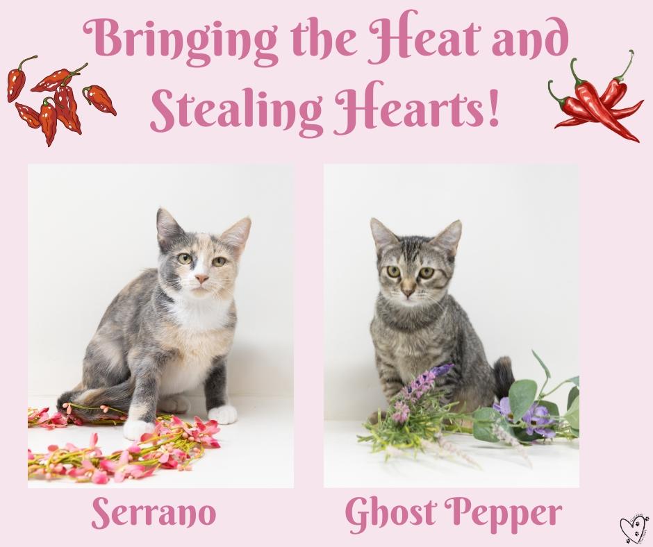 Ghost Pepper, a ADOPTABLE mixed breed in Trophy Club, TX image 4/6