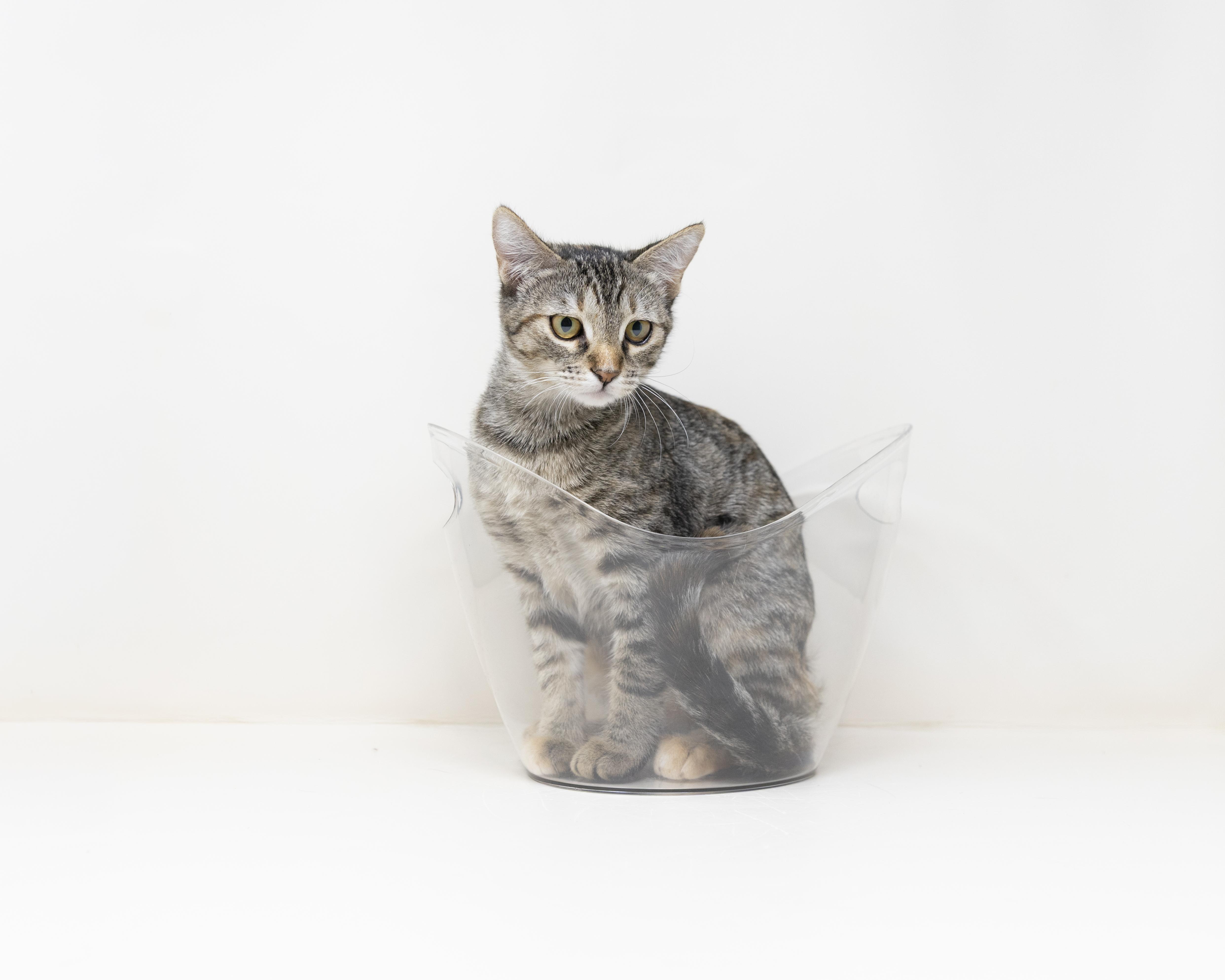 Ghost Pepper, a ADOPTABLE mixed breed in Trophy Club, TX image 5/6