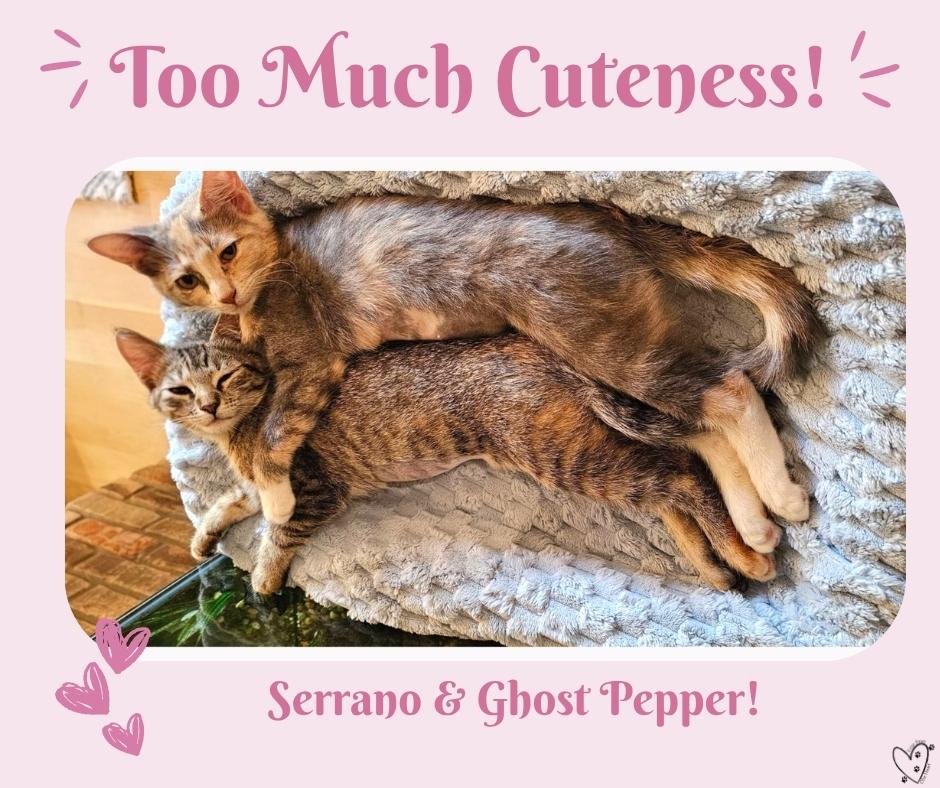 Enlarge Ghost Pepper, a ADOPTABLE mixed breed in Trophy Club, TX image 5/6