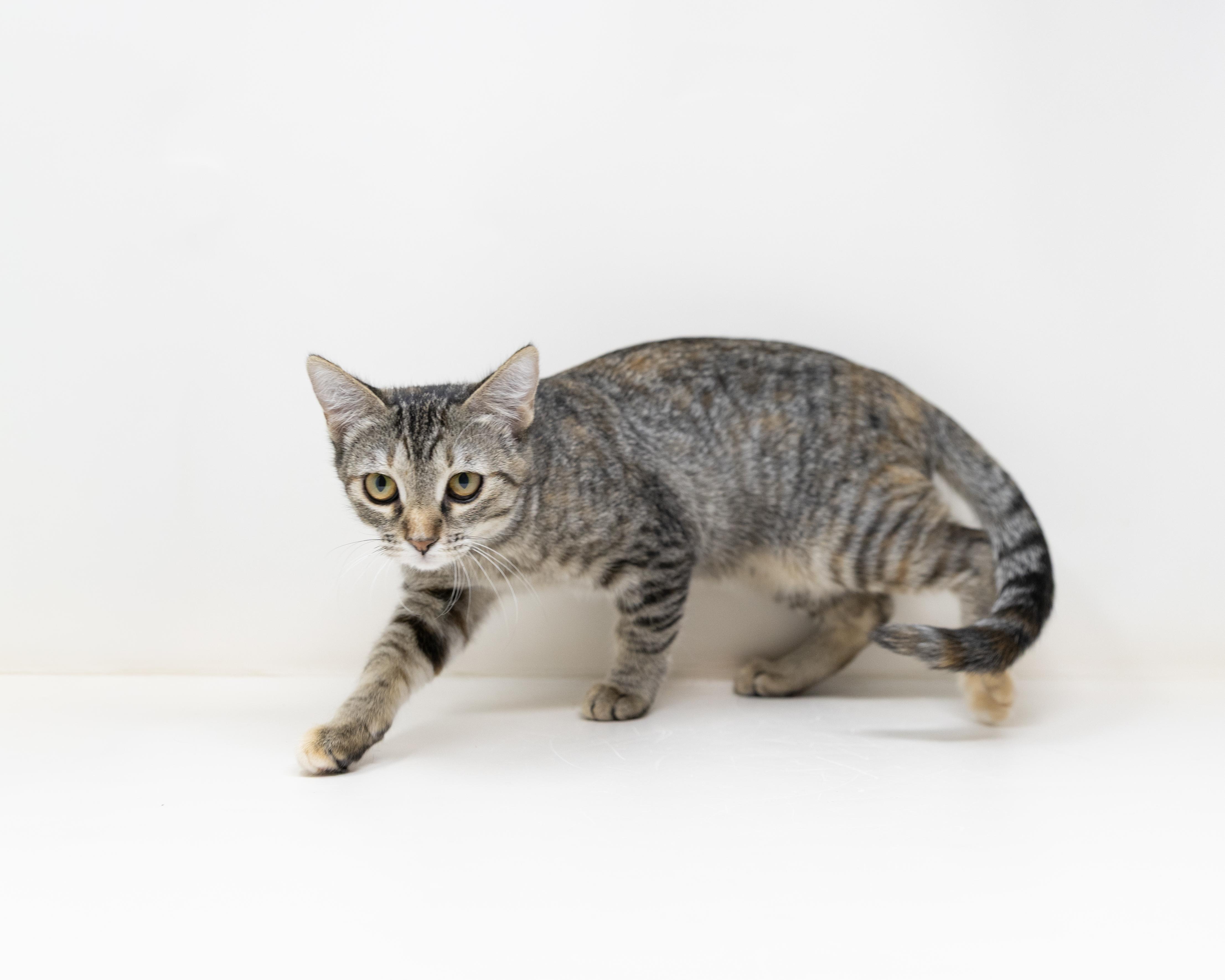 Ghost Pepper, a ADOPTABLE mixed breed in Trophy Club, TX image 6/6
