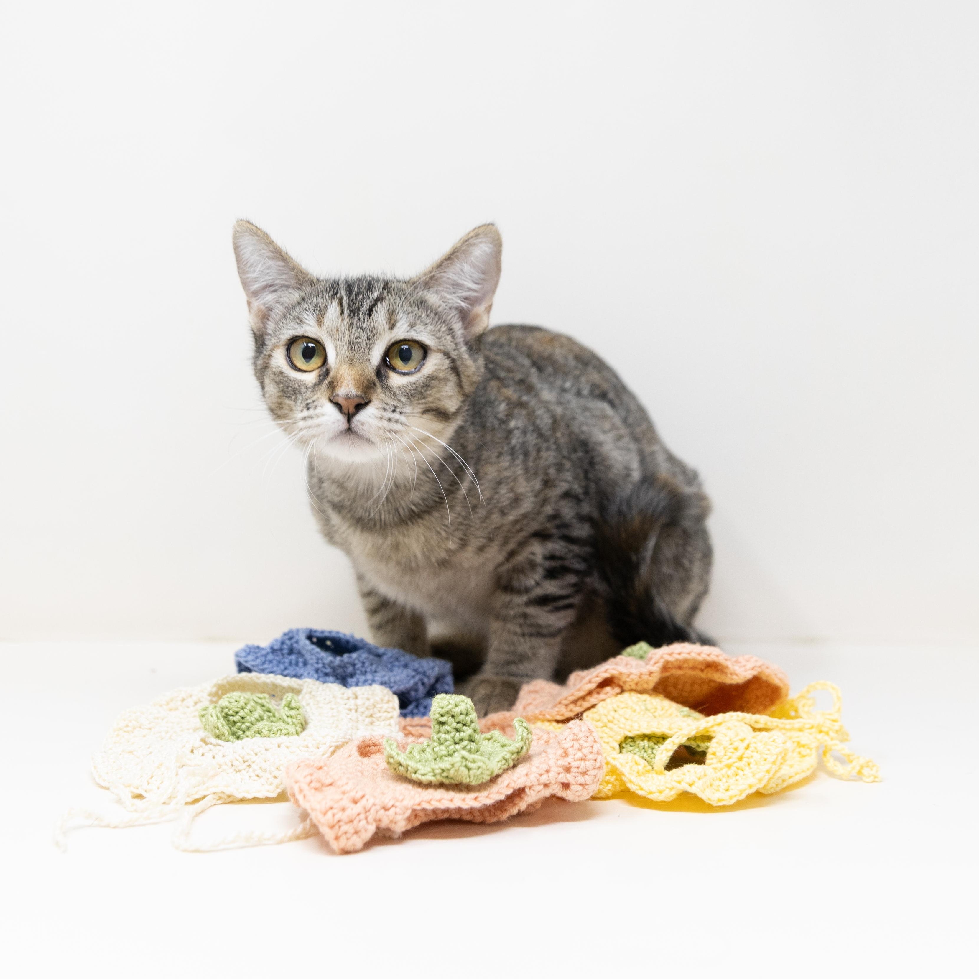 Ghost Pepper, a ADOPTABLE mixed breed in Trophy Club, TX image 2/6
