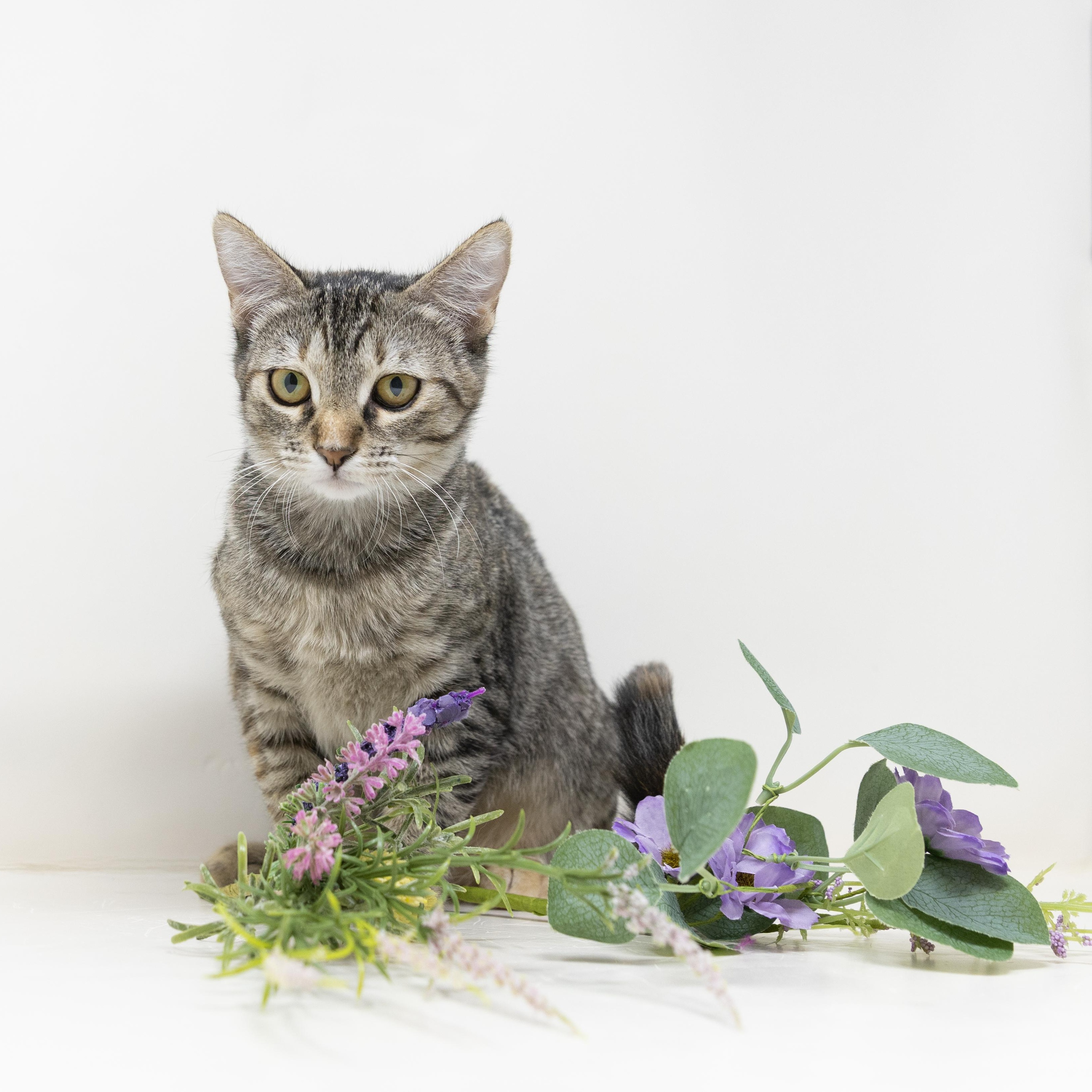 Ghost Pepper, ADOPTABLE, Kitten Female Tabby & Calico.