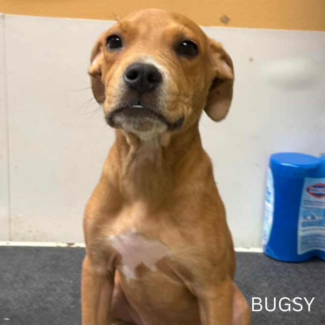 Enlarge Bugsy, a Adopted Pit Bull Terrier in Cresco, PA image 3/5