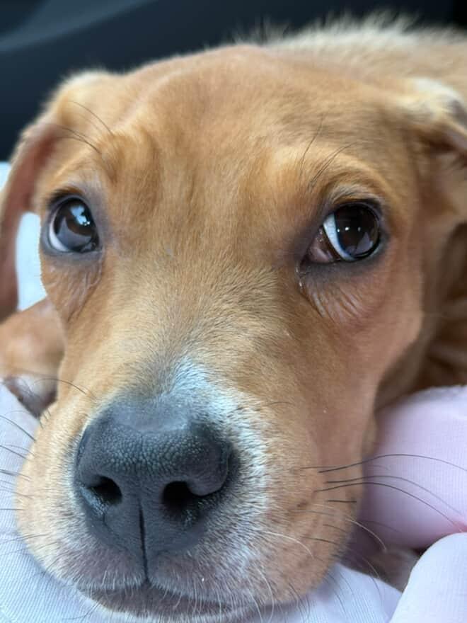 Bugsy, Adopted, Puppy Male Pit Bull Terrier.