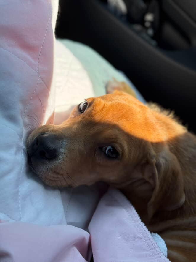 Enlarge Bugsy, a Adopted Pit Bull Terrier in Cresco, PA image 2/5