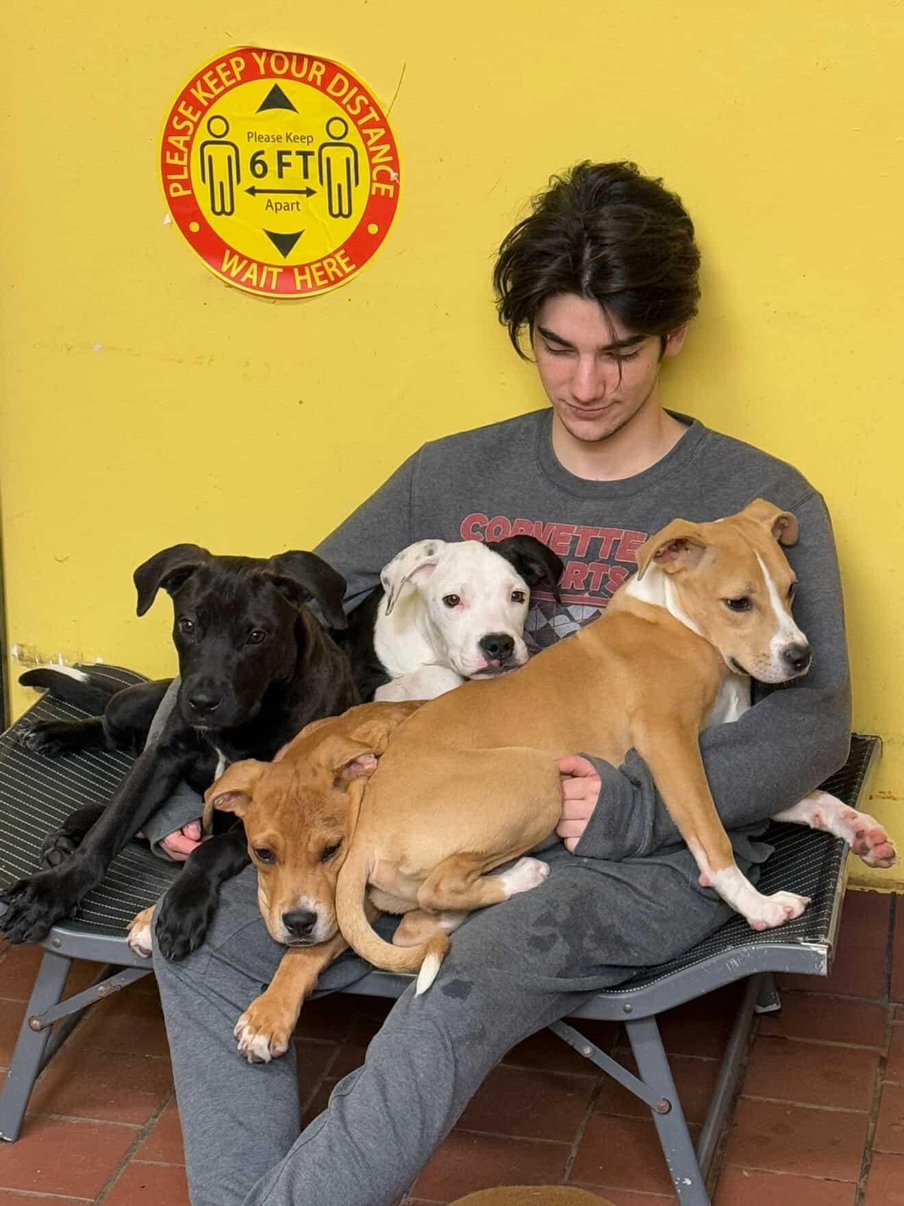 Enlarge Bugsy, a Adopted Pit Bull Terrier in Cresco, PA image 4/5