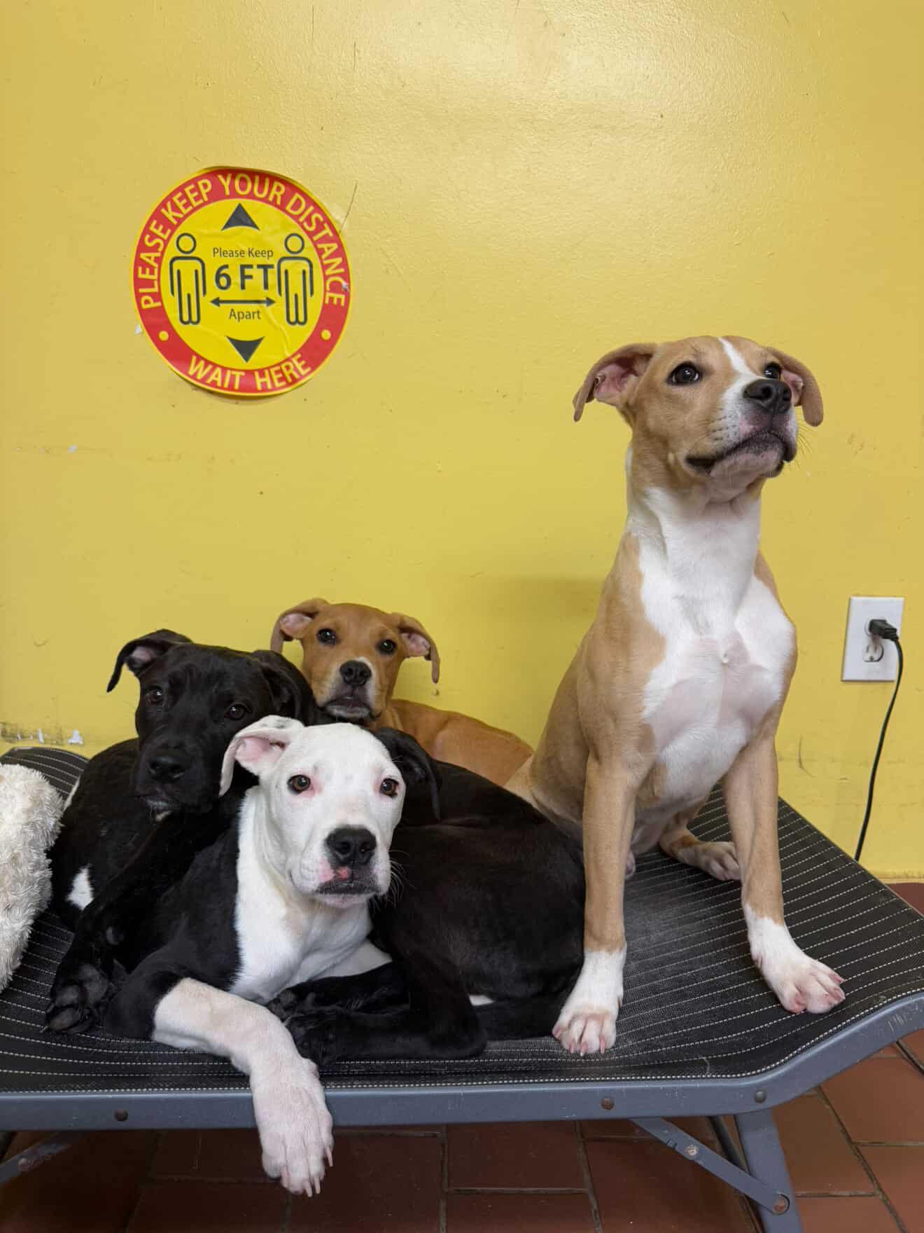 Enlarge Bugsy, a Adopted Pit Bull Terrier in Cresco, PA image 5/5