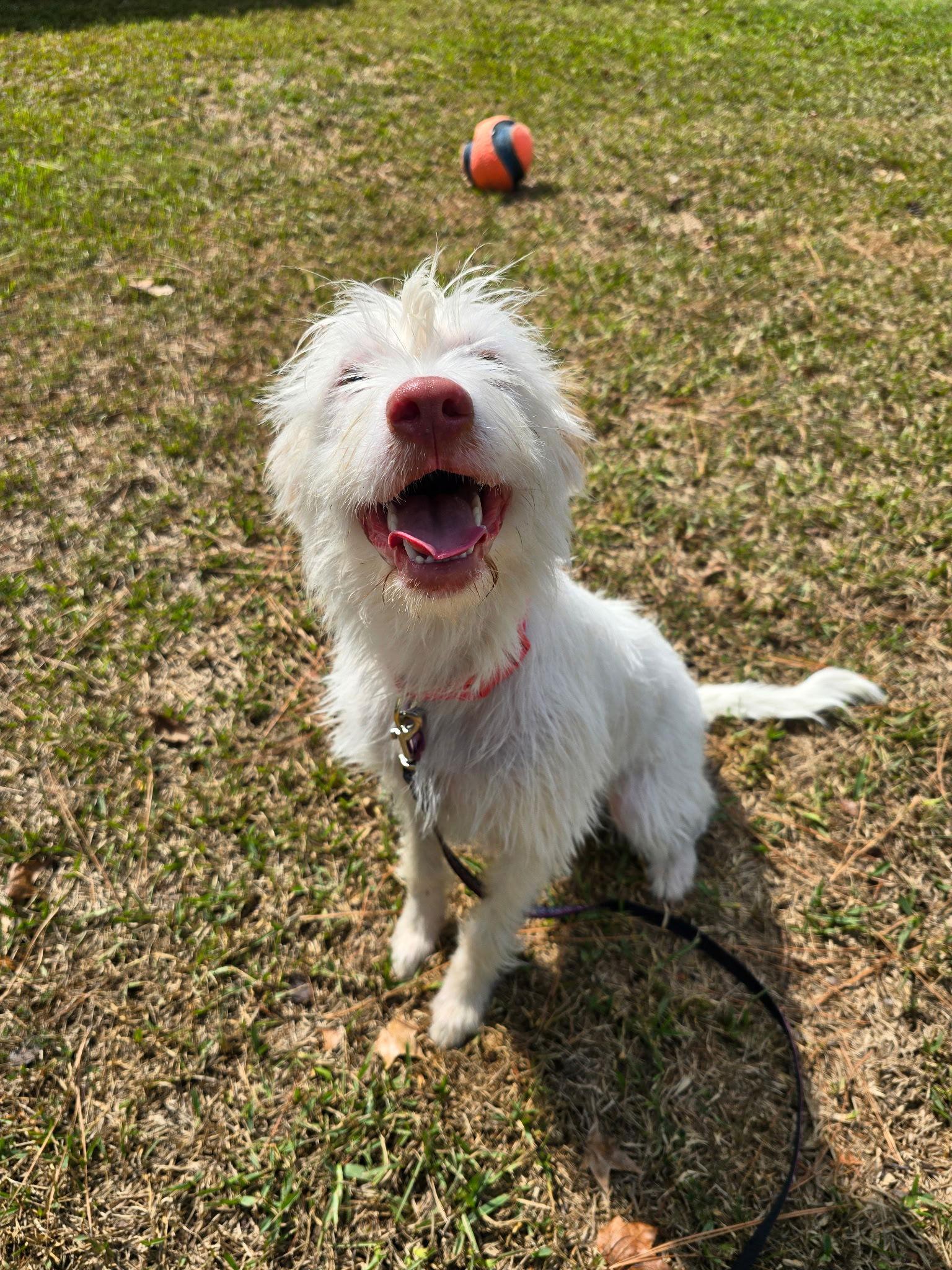 Fern, Adopted, Puppy Female Maltese & Schnauzer.