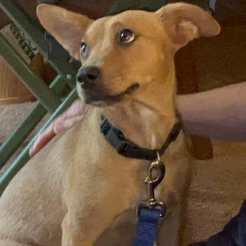 Goldie, Adoptable, Adult Female Terrier.