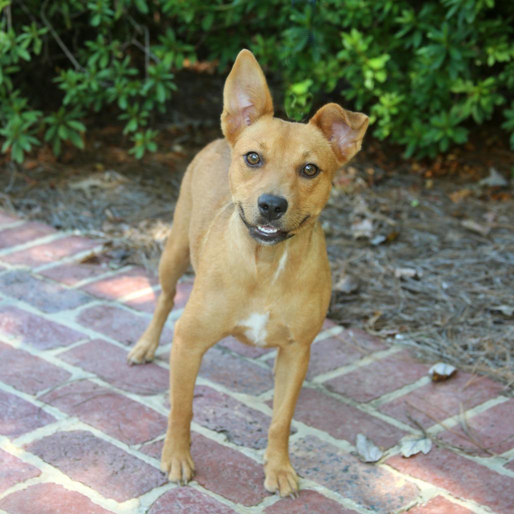 Enlarge Goldie, a Adoptable Terrier in Natchitoches, LA image 3/6