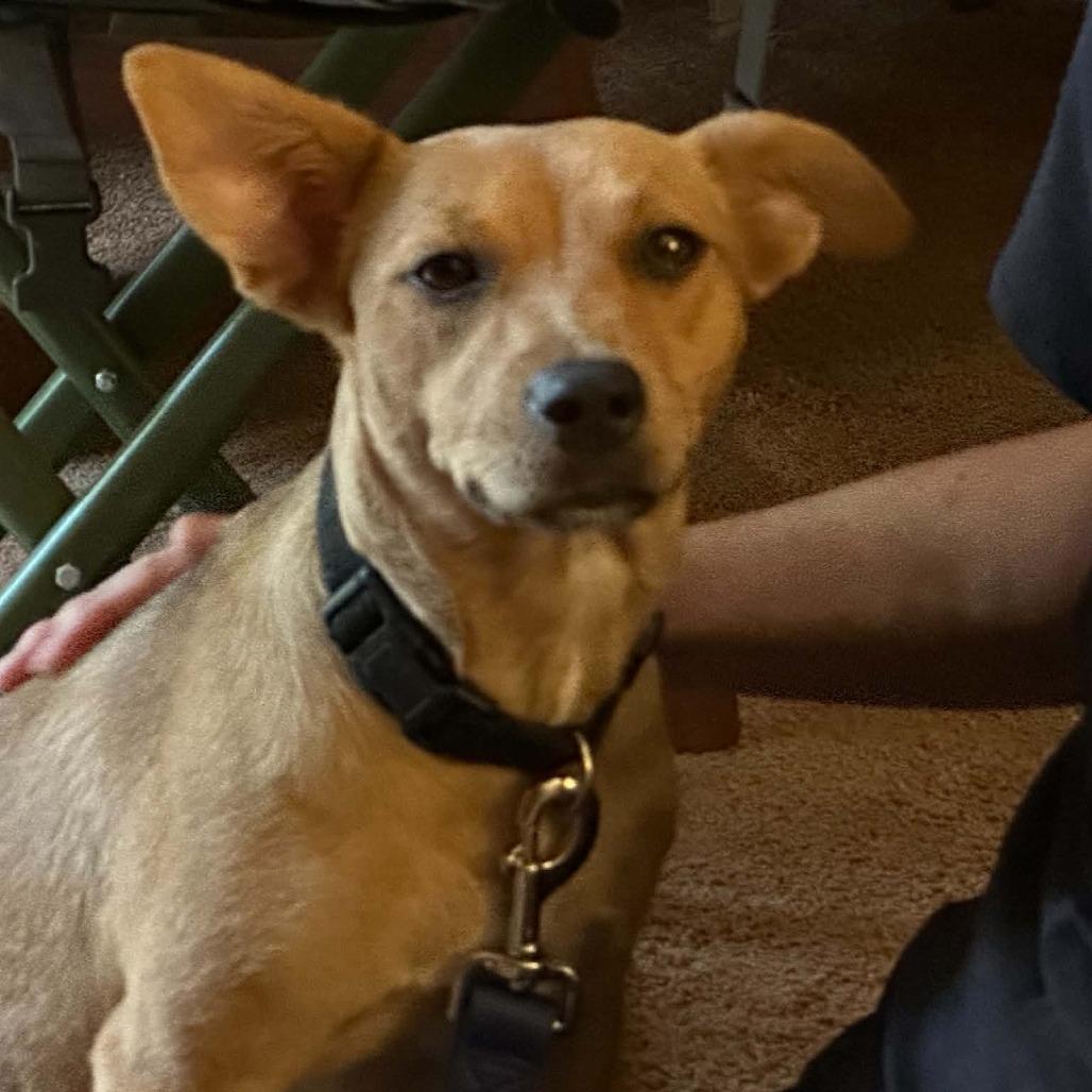Enlarge Goldie, a Adoptable Terrier in Natchitoches, LA image 4/6
